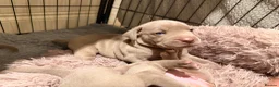 Mixed Breed dogs for sale: Beautiful Bullmaraner Puppies x 5  - Advert 28