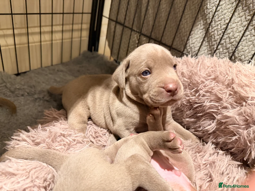 Mixed Breed dogs for sale: Beautiful Bullmaraner Puppies x 5  - Advert 28