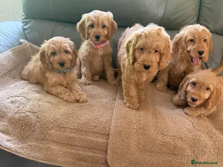 Cockapoo dogs OUTSTANDING GOLDEN APRICOT F1 SHOW TYPE COCKAPOO,S - Advert 8