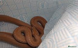 Corn Snake reptiles for sale: Miscellaneous snakes for sale - Image 7