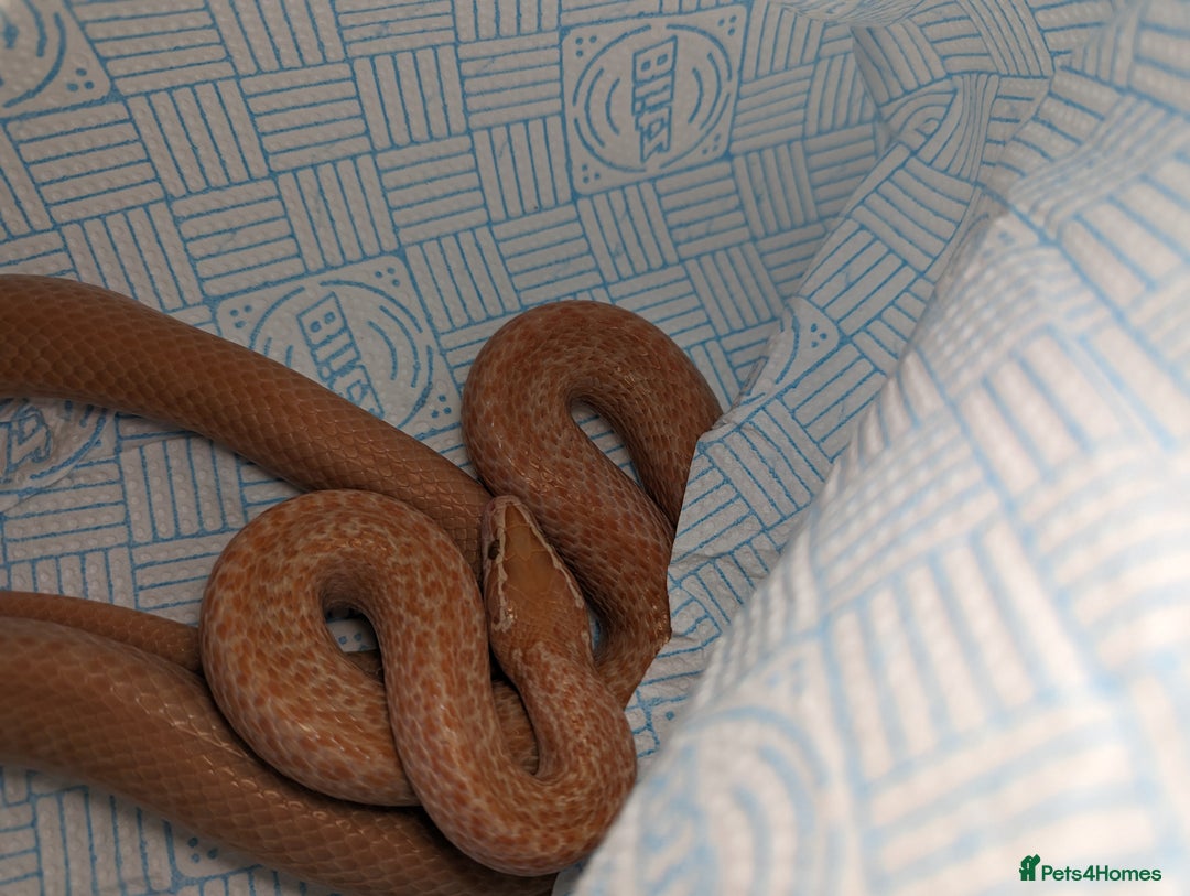 Corn Snake reptiles for sale: Miscellaneous snakes for sale - Image 7