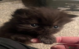 Persian cats for sale: REDUCED Champion Line Black Persians.  - Image 7