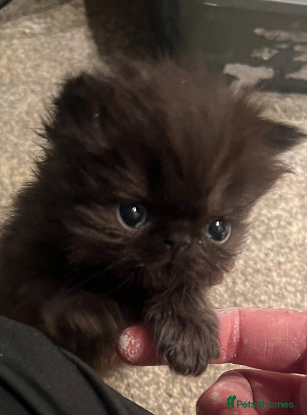 Persian cats for sale: REDUCED Champion Line Black Persians.  - Image 7