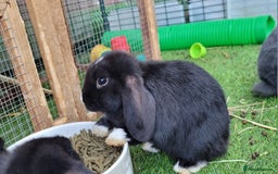 Mini Lop rabbits for sale: Beautiful Mini Lops - READY TO LEAVE  - Image 17