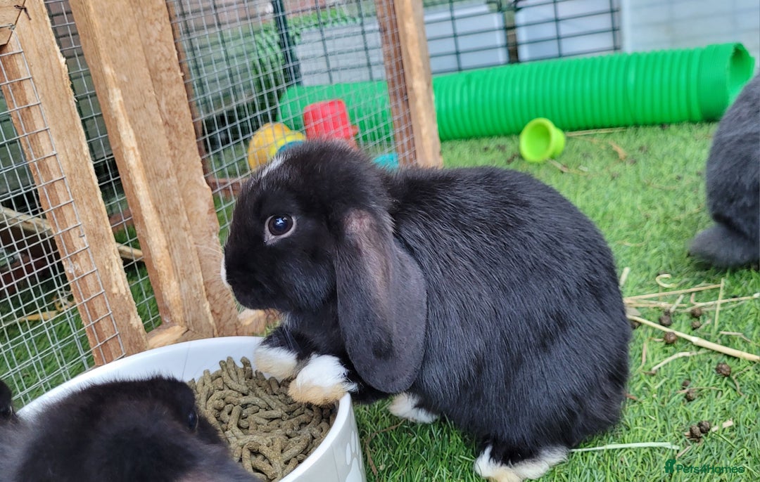 Mini Lop rabbits for sale: Beautiful Mini Lops - READY TO LEAVE  - Image 17