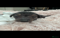 Dachshund dogs for sale: unique dachshund cross hairless Chines crested  - Image 12