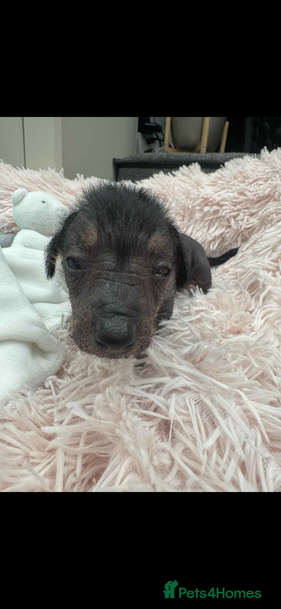 Dachshund dogs for sale: unique dachshund cross hairless Chines crested  - Image 12