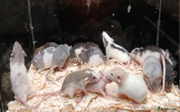 Rat rodents for sale: Baby Dumbo Rat's Males & Females - Image 7