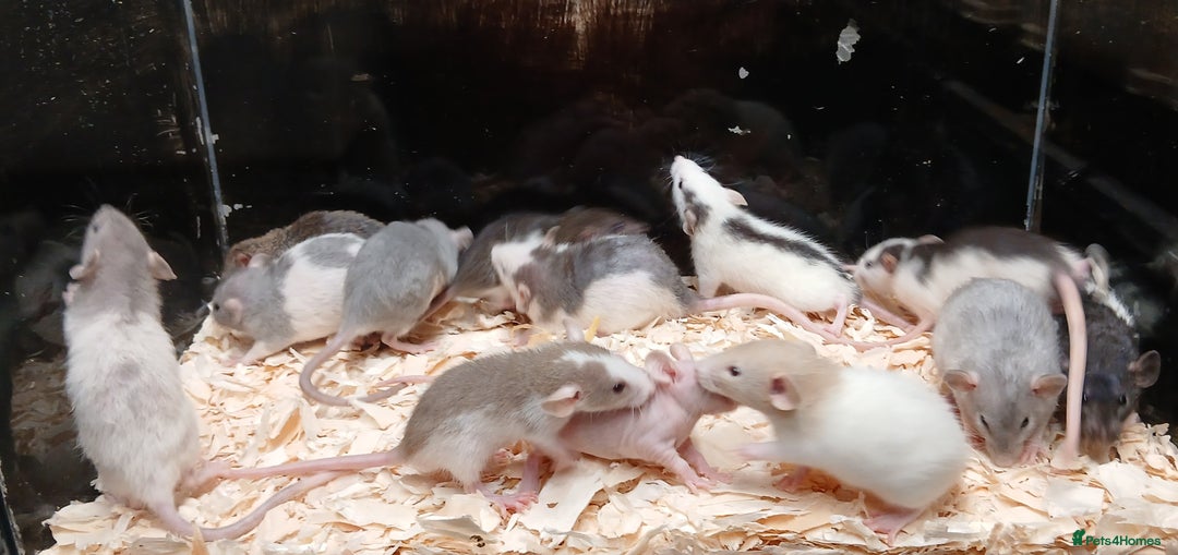 Rat rodents for sale: Baby Dumbo Rat's Males & Females - Image 7