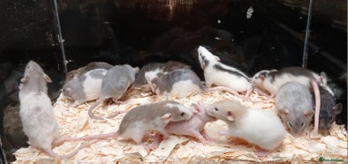 Rat rodents - Advert 7