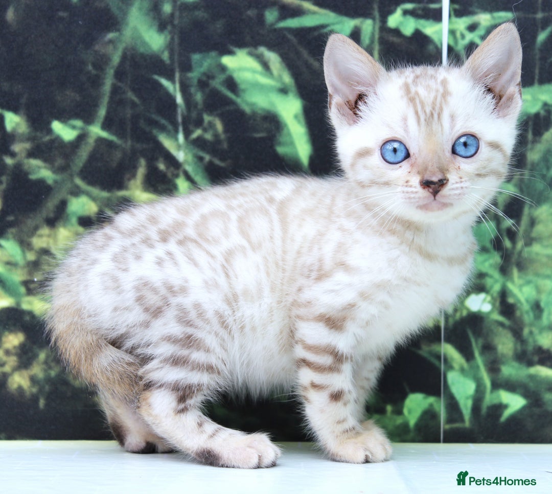 Bengal cats for sale: CUTE SNOW LYNX BENGAL KITTENS (TICA REG) - Image 7