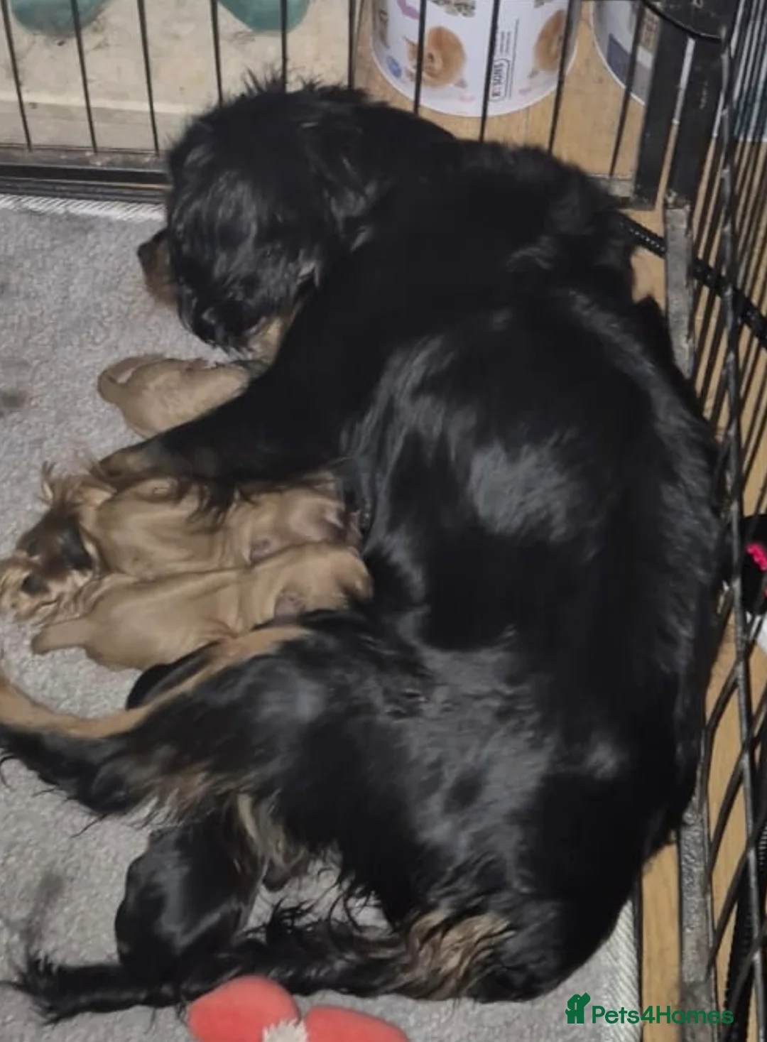 Cavalier King Charles Spaniel dogs for sale: Cavalier King Charles Puppies - Advert 1