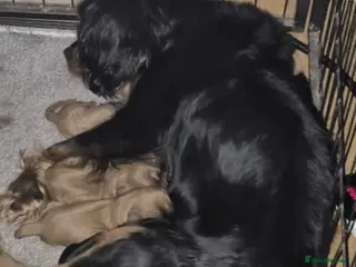 Cavalier King Charles Spaniel dogs Cavalier King Charles Puppies - Advert 4