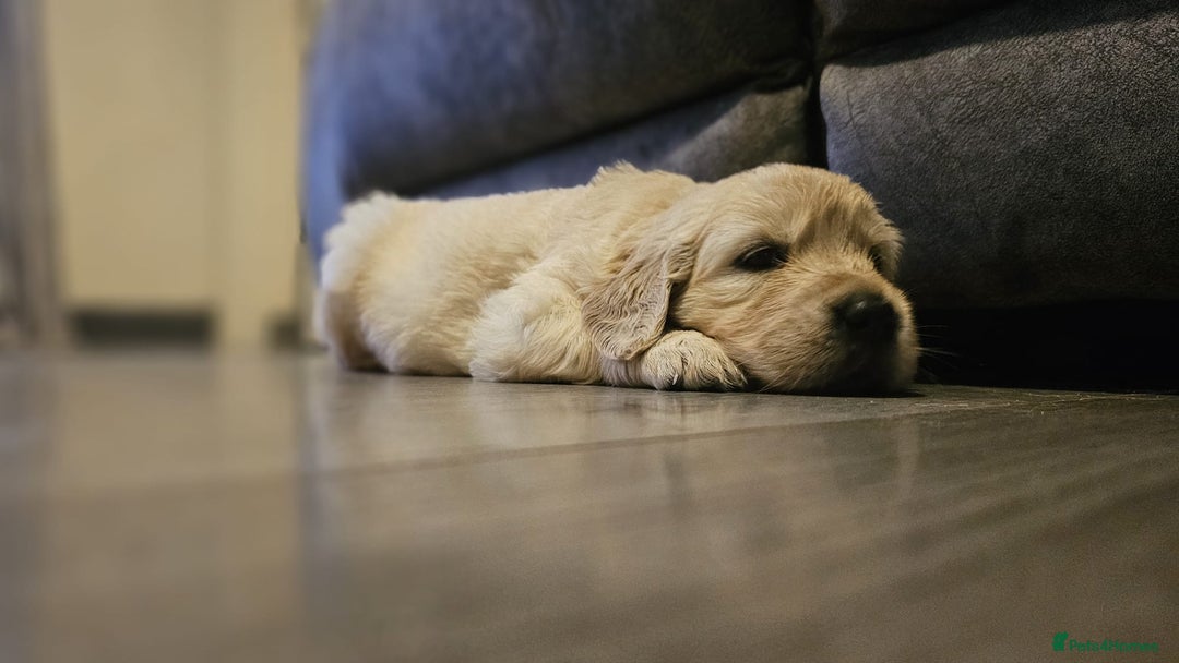 Golden Retriever dogs for sale: Golden retriever puppies - Image 11