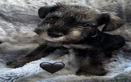 Miniature Schnauzer dogs for sale: Miniature Schnauzer Puppies - Image 3