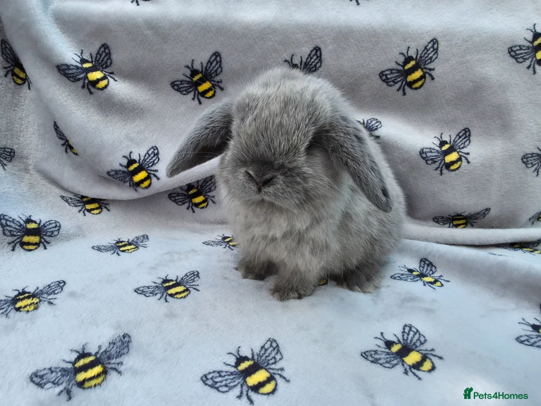 Mini Lop rabbits for sale: Beautiful pedigree Mini Lops  - Advert 2