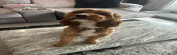 Cavapoo dogs for stud: F1 boy cavapoo for stud. (willow) - Advert 2