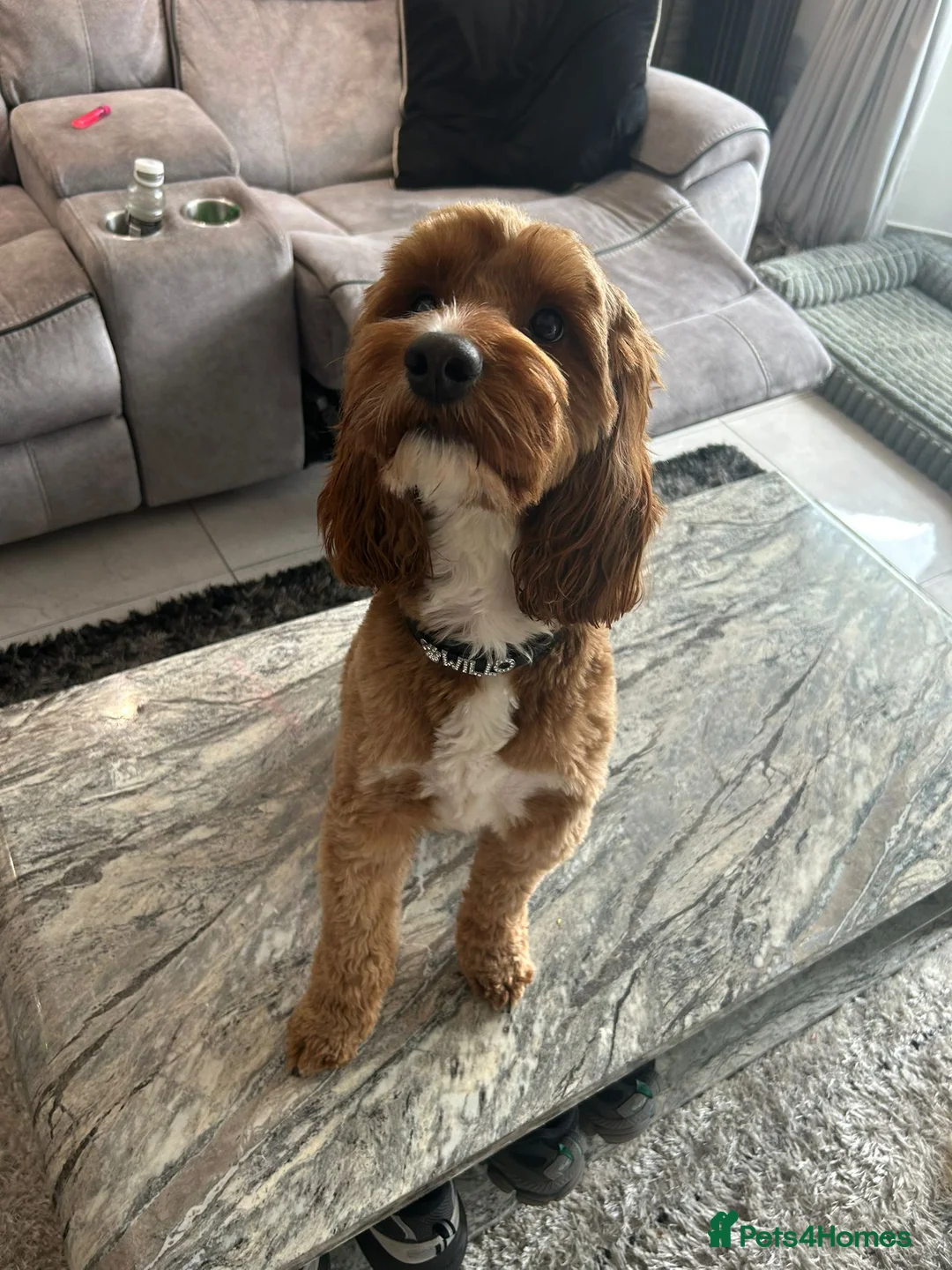 Cavapoo dogs for stud: F1 boy cavapoo for stud. (willow) - Advert 2