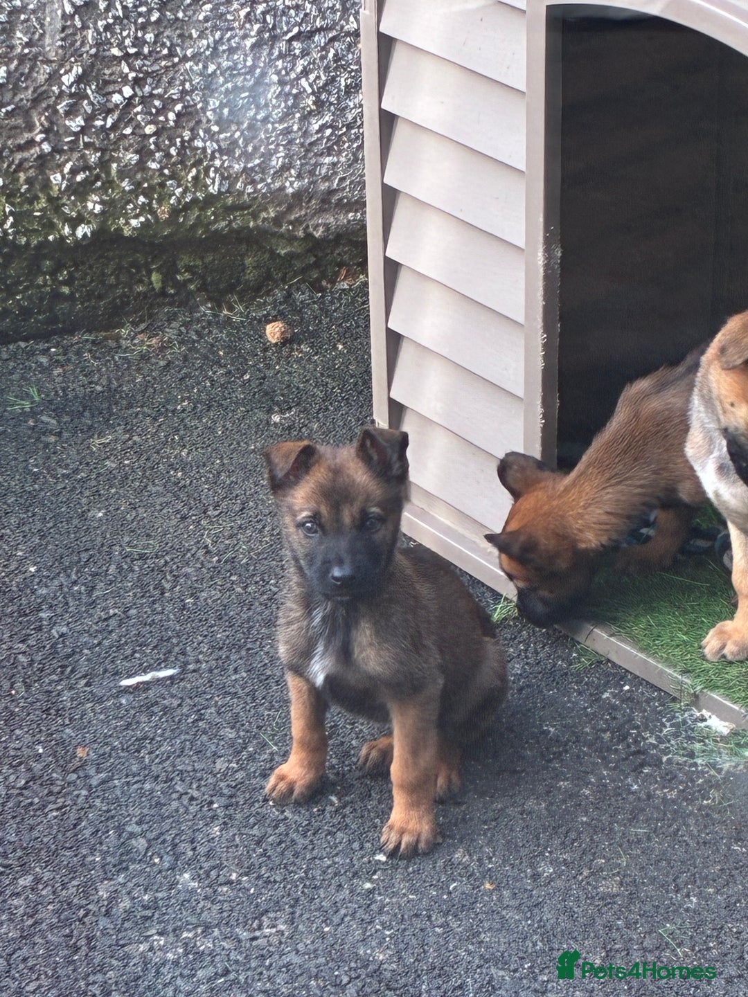 German Shepherd dogs for sale: Belgian Malinois  - Image 10