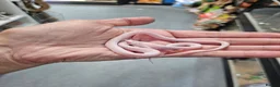 Snake reptiles for sale: Palmetto cornsnake baby for sale  - Advert 3