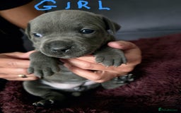 Staffordshire Bull Terrier dogs for sale: Blue Staffies Kc Registered - Image 5