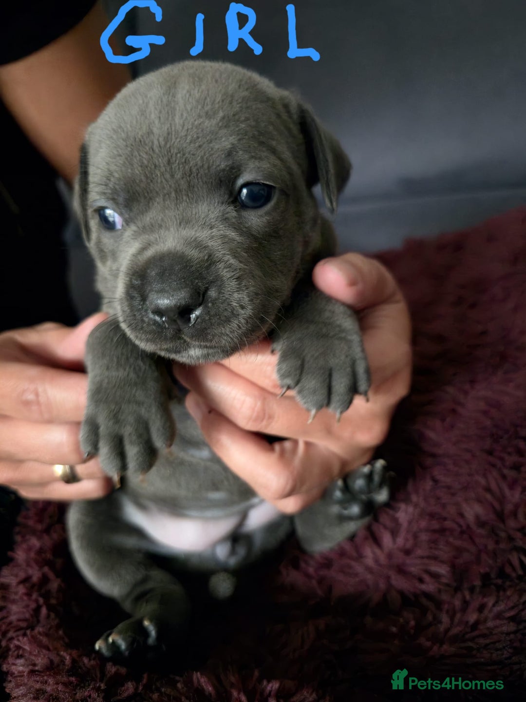 Staffordshire Bull Terrier dogs for sale: Blue Staffies Kc Registered - Image 5
