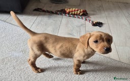 Labrador Retriever dogs for sale: Top quality KC registered labrador pups  - Image 4