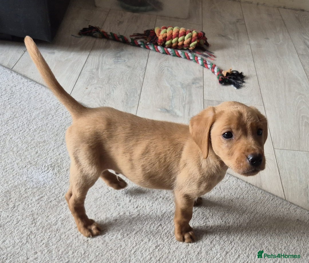 Labrador Retriever dogs for sale: Top quality KC registered labrador pups  - Image 4