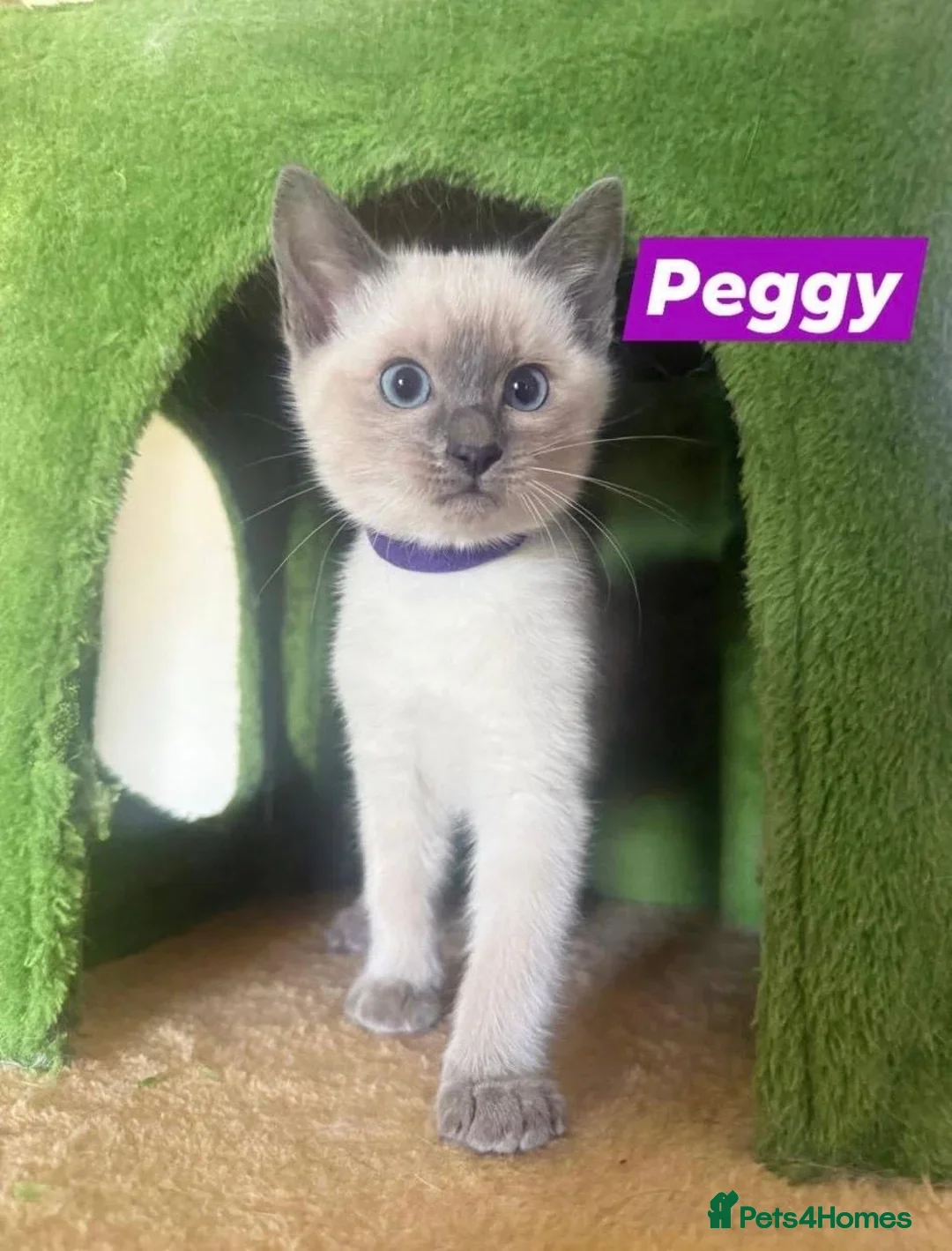 Ragamese cats 5 Stunning Ragamese Kittens - Advert 1