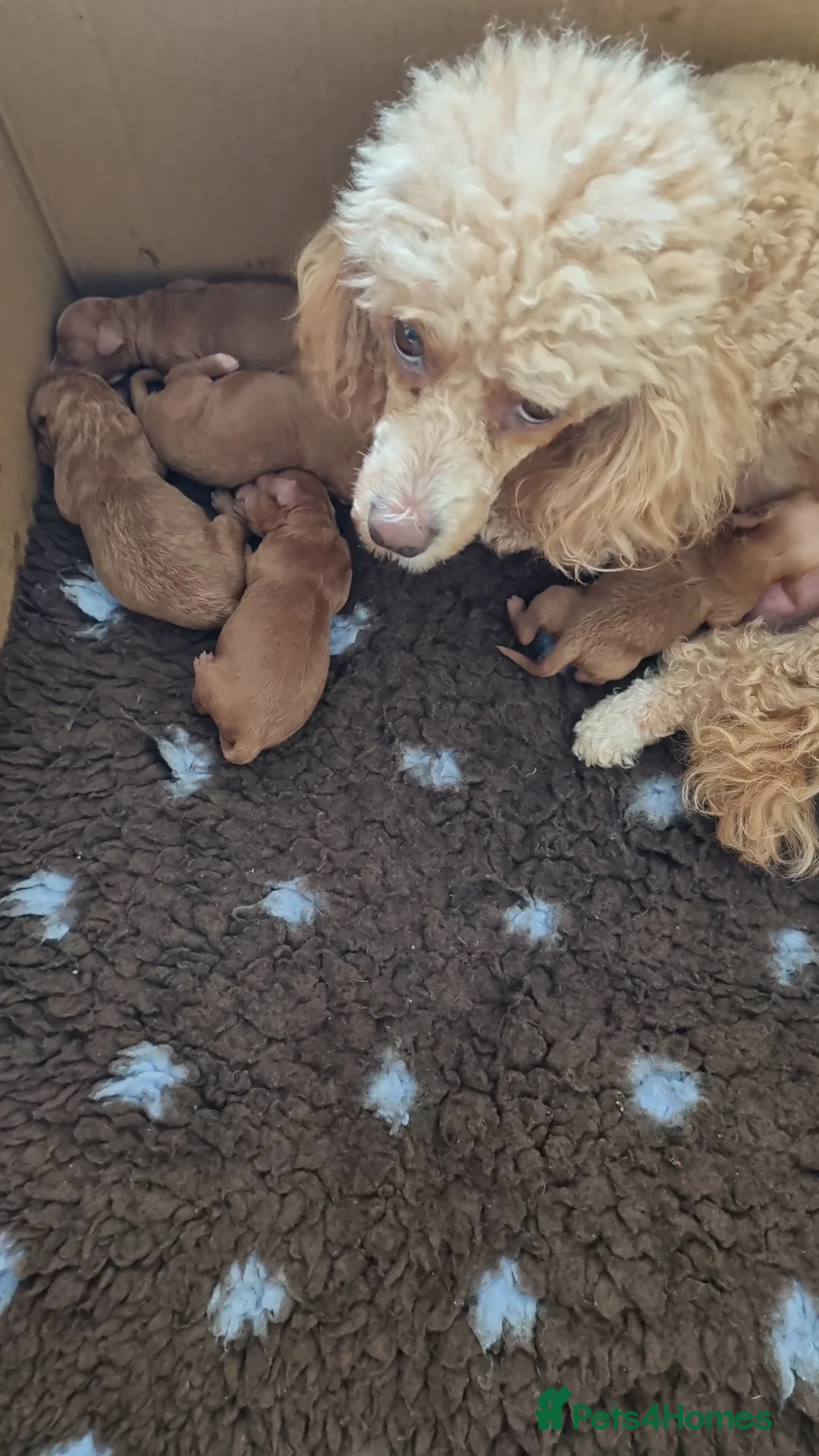 Miniature Poodle dogs for sale: Beautiful miniature poodle puppies  - Advert 2