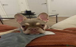 French Bulldog dogs for sale:  KC.French bulldog girl new shade isabella  - Image 2