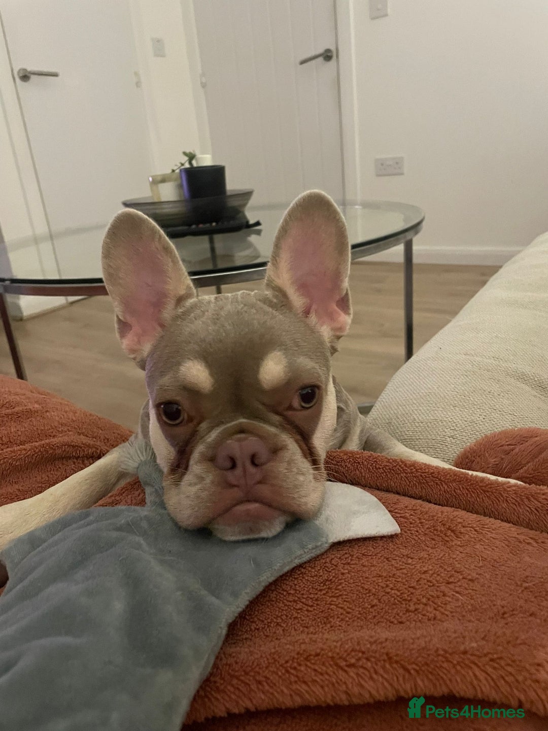 French Bulldog dogs for sale:  KC.French bulldog girl new shade isabella  - Image 2