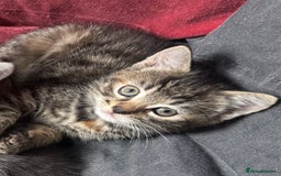 Mixed Breed cats for sale: Kittens (£250-£80) - Image 21