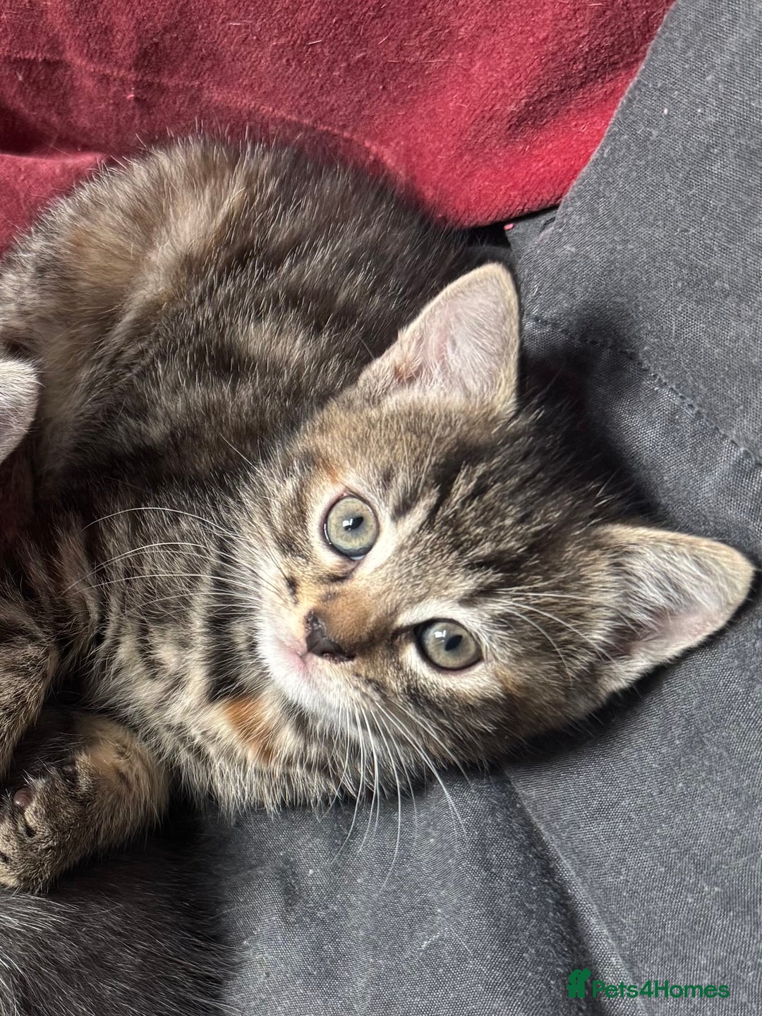 Mixed Breed cats for sale: Kittens (£250-£80) - Image 21