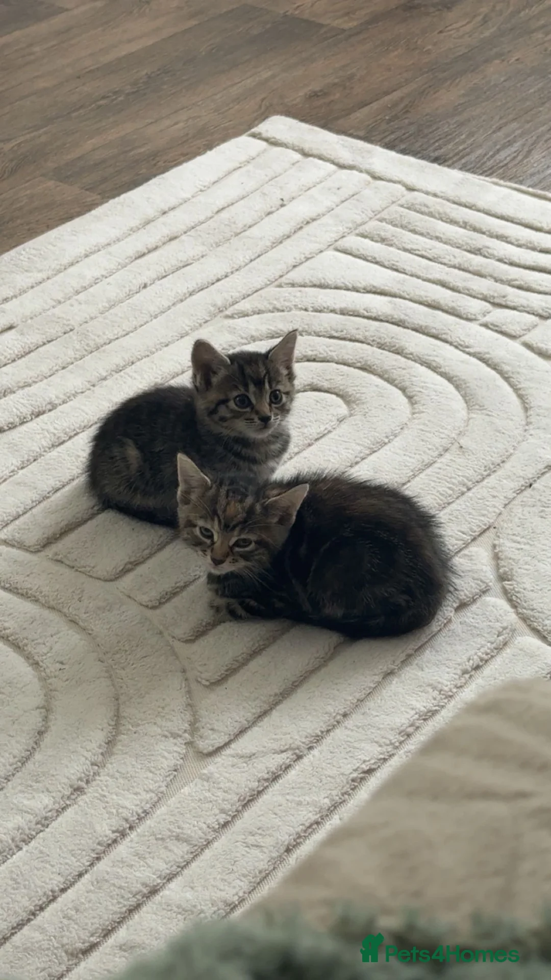 Mixed Breed cats for sale: 2 kittens for sale  in Hull - Advert 1