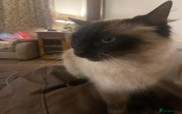Ragdoll cats for sale: Ragdoll x - Image 3