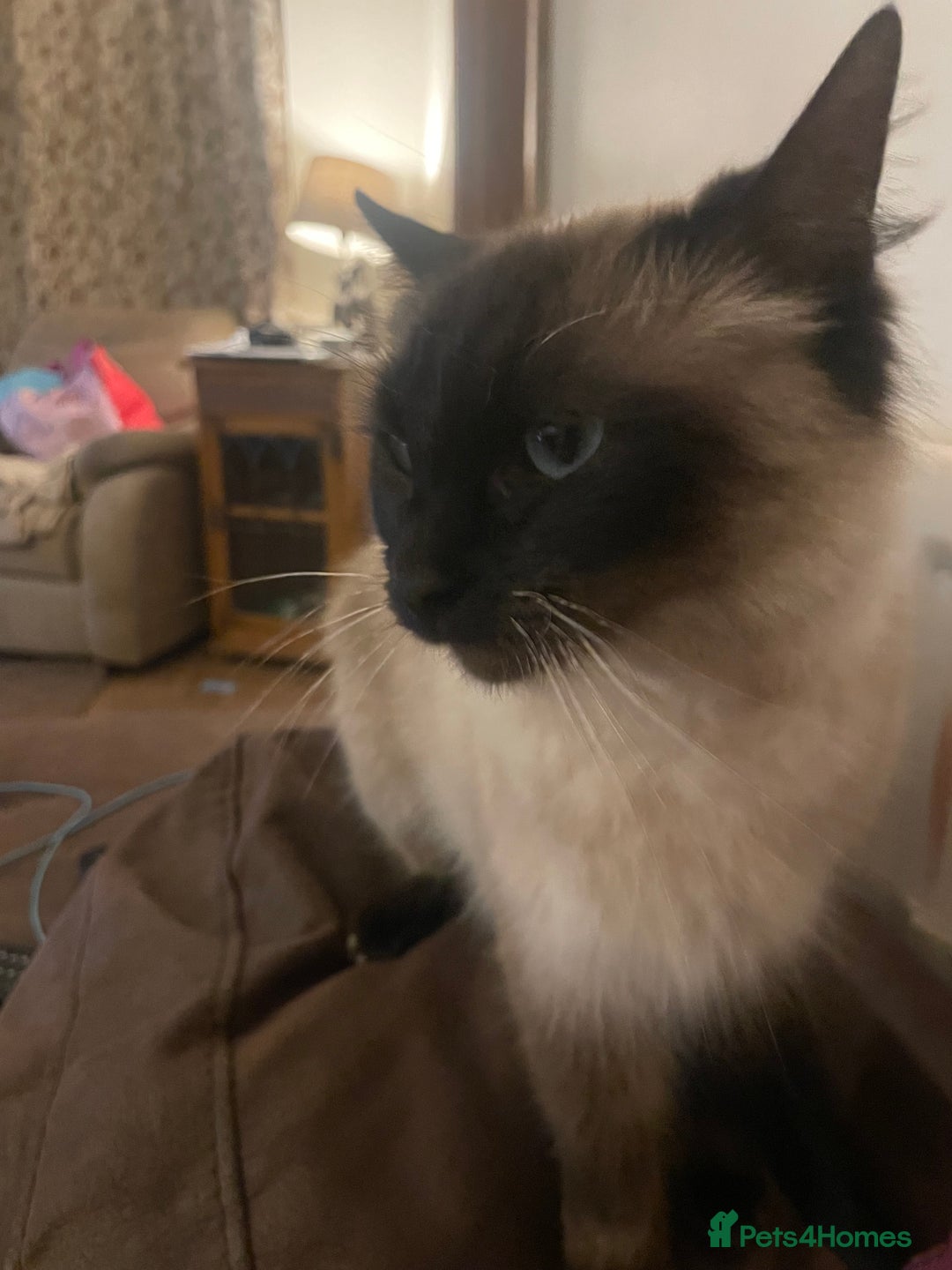 Ragdoll cats for sale: Ragdoll x - Image 3