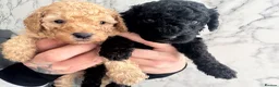 Miniature Poodle dogs for sale: Miniature Poodle Puppies 🐩🐩 - Advert 4