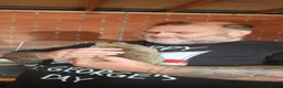 Netherland Dwarf rabbits for sale: Netherland dwarf rabbits - Advert 4