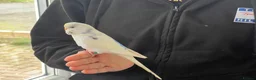 Budgerigars birds for sale: Super hand tamed baby budgies  - Advert 4