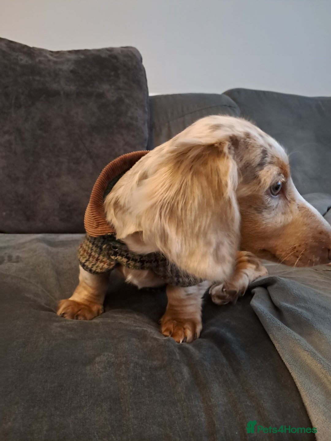 Dachshund dogs for sale: Miniature daschund boy  - Advert 4