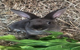 Rex rabbits for sale: Beautiful Purebred Velvet Mini Rex babies  - Image 1