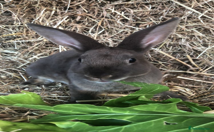 Rex rabbits - Advert 8