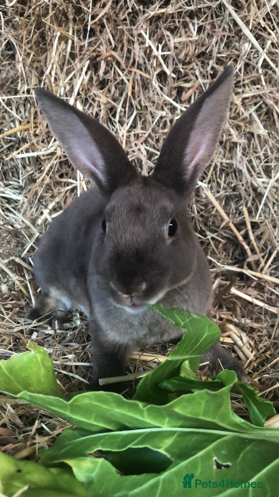 Rex rabbits for sale: Beautiful Purebred Velvet Mini Rex babies  - Image 1