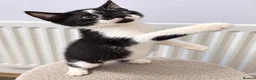 Mixed Breed cats for sale: Stunning litter- Khao Manee/Domestic Shorthair mix - Advert 14