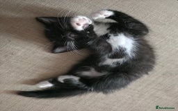 British Longhair cats for sale: 1 Male and 1 Female British Longhair cross kittens - Image 5