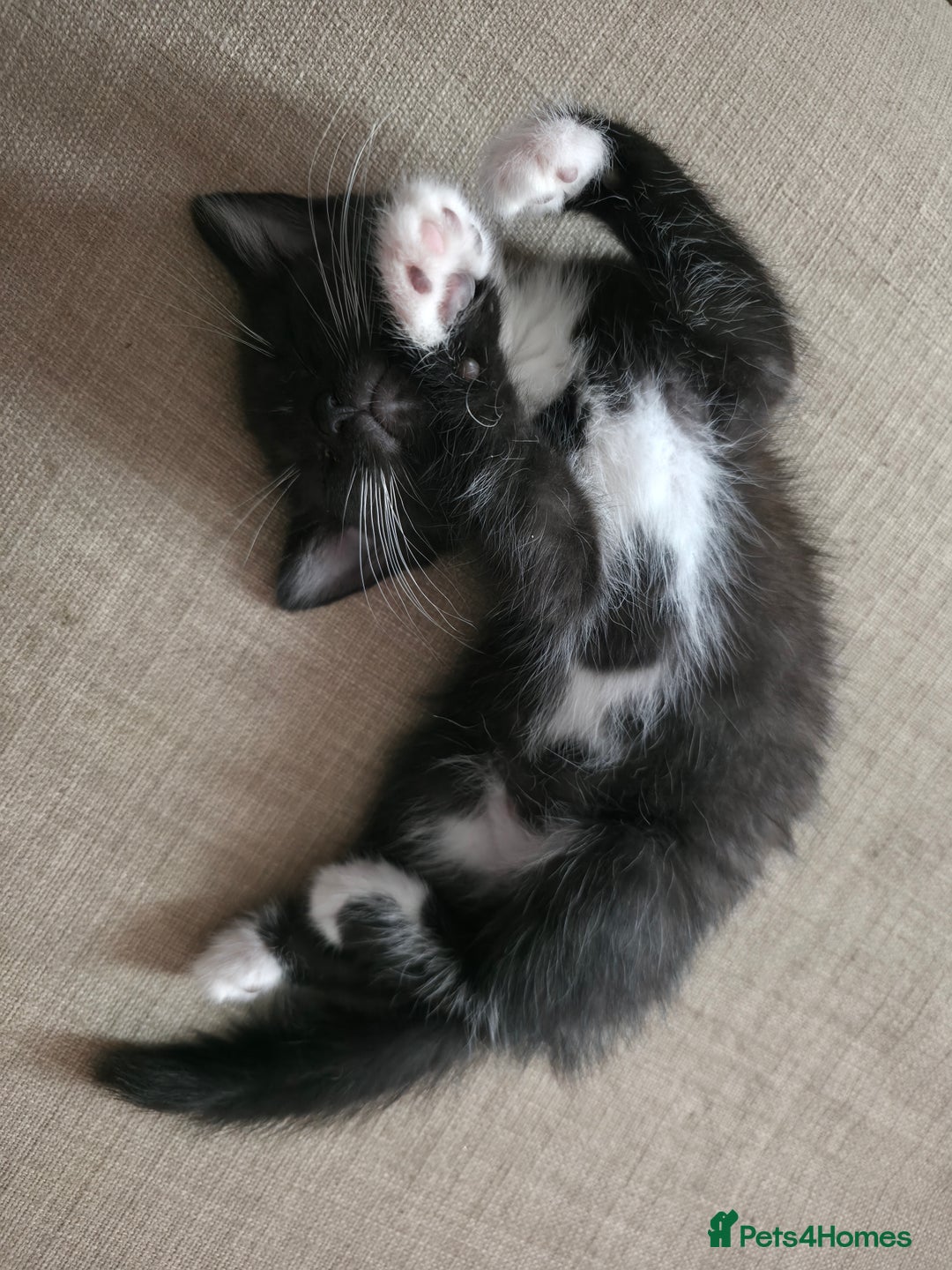 British Longhair cats for sale: 1 Male and 1 Female British Longhair cross kittens - Image 5