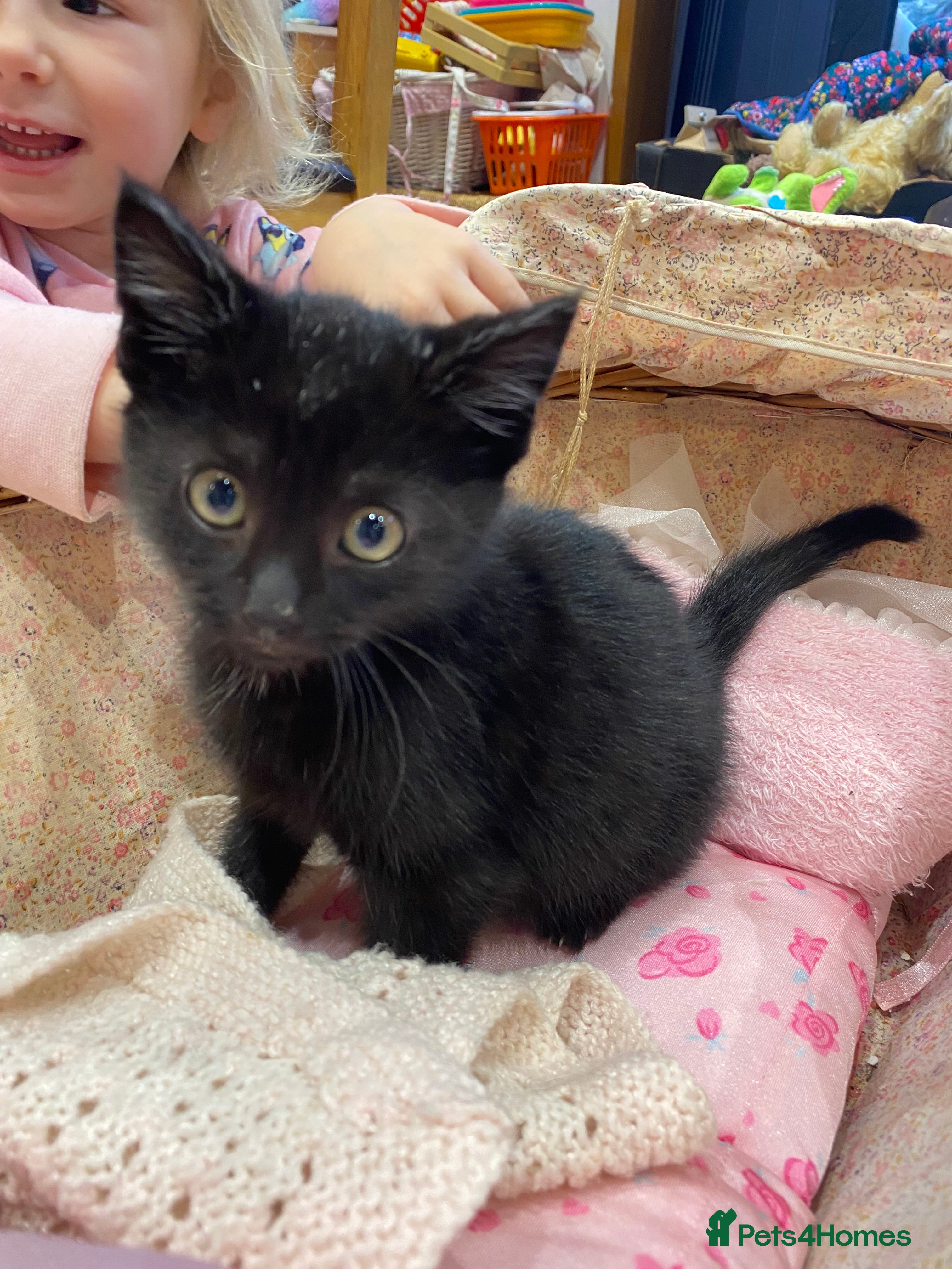 Mixed Breed cats Gorgeous fluffy black kitten full of love  - Advert 9