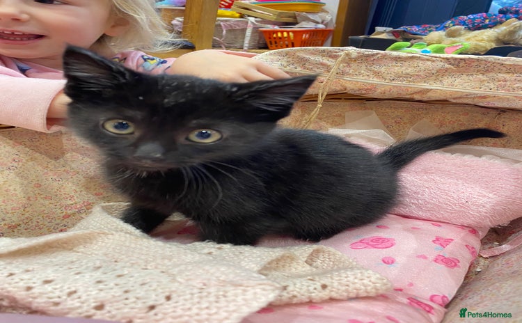 Mixed Breed cats Gorgeous fluffy black kitten full of love  - Advert 2