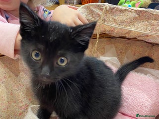 Mixed Breed cats Gorgeous fluffy black kitten full of love - Advert 2